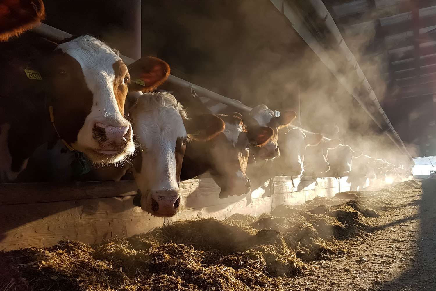 Animal Feeds
